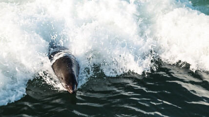 Naklejka premium Walvis Bay features playful seals swimming among frothy ocean waves in Namibia