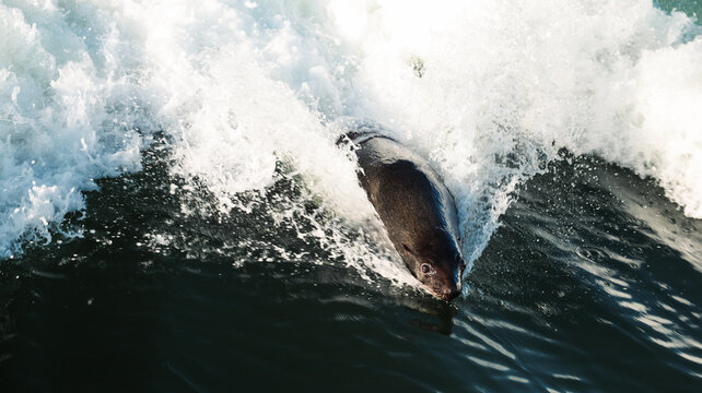 Seal swimming through waves in Walvis Bay Namibia at sunset near the coastal shore