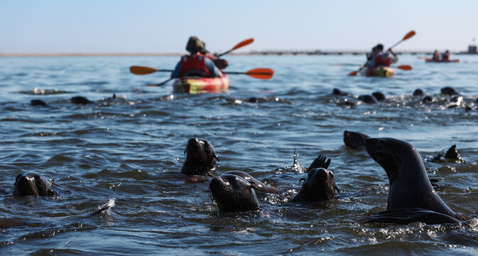 Kayaking in Walvis Bay Namibia with playful seals in calm waters on a sunny day