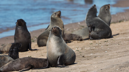 Fototapeta premium Seals basking under the sun on the shores of Walvis Bay Namibia during midday