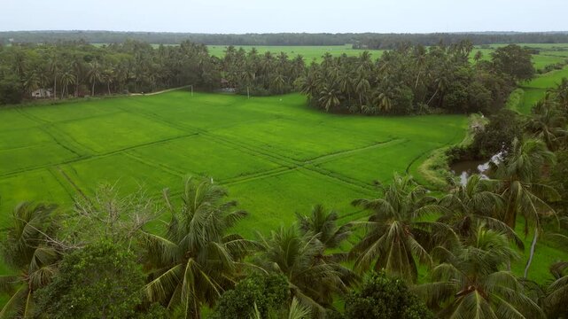 Sri Lanka Rice Fields and Palm Trees Drones