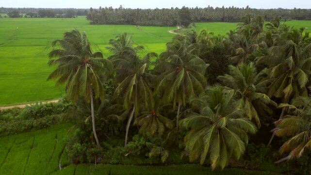 Sri Lanka Rice Fields and Palm Trees Drones