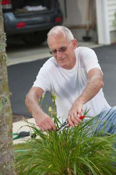 Senior man clipping seed pods of plant in his garden
