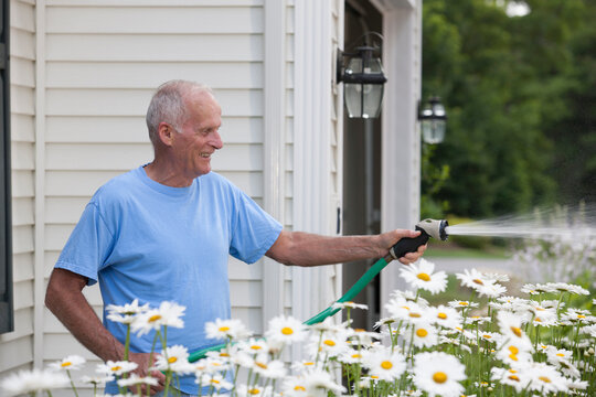 Senior man watering daisies in outdoor garden