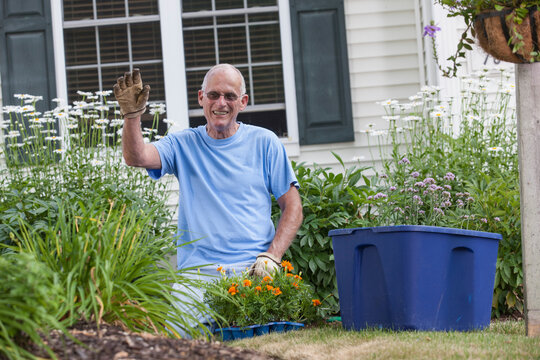 Senior man preparing to plant daisy flowers in his garden