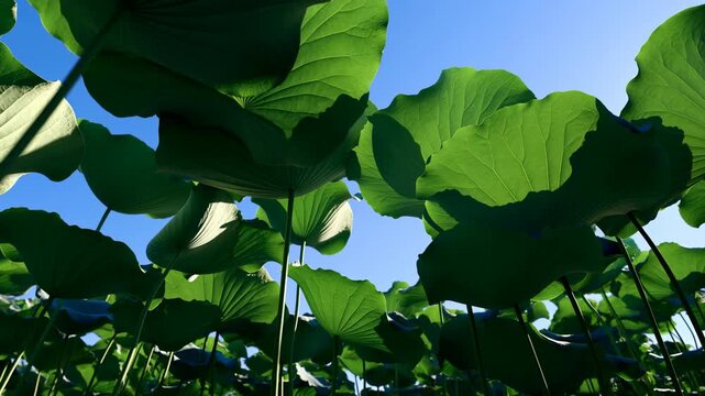 Static shot of large green lotus leaves from below against a blue sky