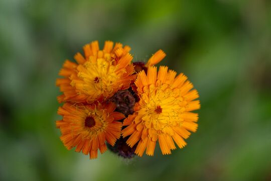 Leuchtend orange Habichtskraut-Bl&uuml;ten im Makro &ndash; Detailreiche Nahaufnahme sommerlicher Wildblumen mit nat&uuml;rlichem Bokeh