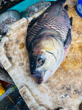 Freshly caught catla fish displayed on a wooden cutting board at a local fish market