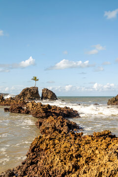Tambaba. The Lonely Palm Tree: A Tiny Tropical Island Formed by Rugged Rocks