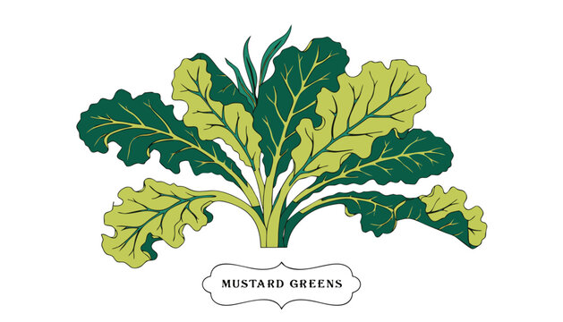 Very beautiful vibrant mustard greens featuring broad textured leaves, realistic botanical details, fresh organic appearance, and an elegant decorative label reading "MUSTARD GREENS", isolated on whit