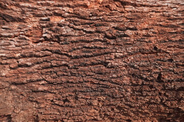 Naklejka premium texture of the bark, material 