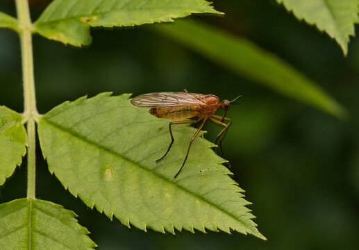 Dancer Fly (Empis stercorea).