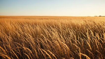 Obraz premium Close up of golden grass field during sunset light.