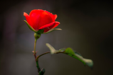 Fototapeta premium Close-up of a red rose with stem against a dark background, expressive and elegant, rose, Rosa, Konstanz, Baden-Wuerttemberg, Germany