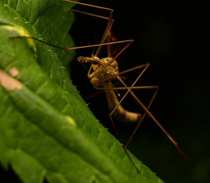 Insects Tiplice (family Tipulidae).
