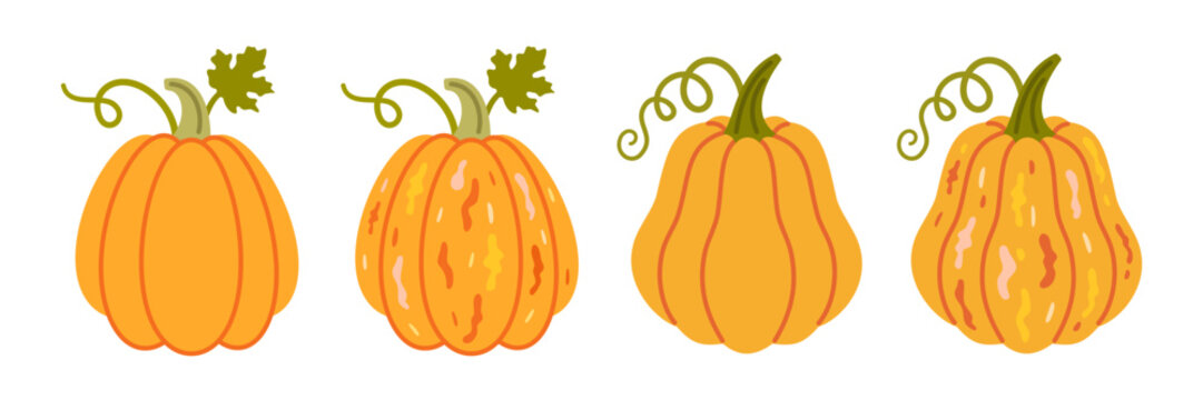 Set of decorative pie pumpkins. Flat vector illustration of ripe harvest squash, seasonal autumn vegetables for rustic kitchen, healthy food and farm market designs.