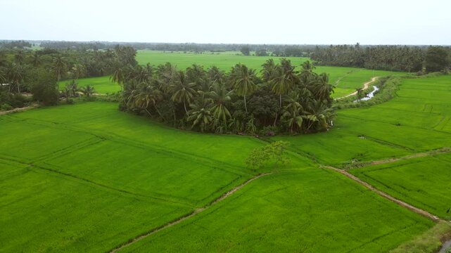 Sri Lanka Rice Fields and Palm Trees Drones
