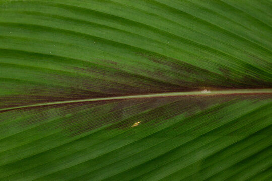 Abstract macro texture of parallel veins on a bright green tropical leaf with red brown patterns