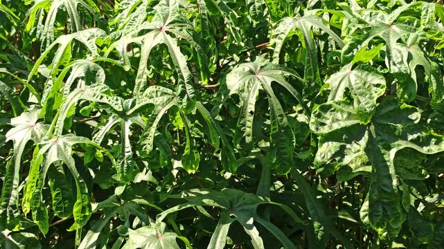 Fresh Gedi leaves (Abelmoschus manihot) growing naturally in a tropical garden environment, displaying vibrant green foliage and healthy plant development.