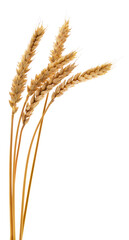 Fototapeta premium Ripe Ears of Wheat Isolated on White Background