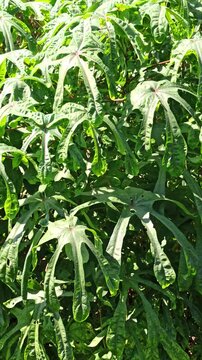 Fresh Gedi leaves (Abelmoschus manihot) growing naturally in a tropical garden environment, displaying vibrant green foliage and healthy plant development.