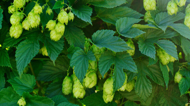 Green Hop Cones Growing on Vine Close Up