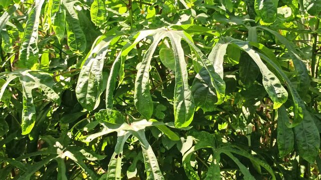 Fresh Gedi leaves (Abelmoschus manihot) growing naturally in a tropical garden environment, displaying vibrant green foliage and healthy plant development.