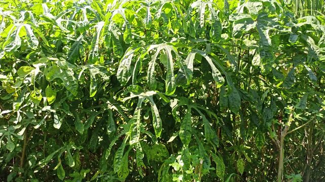 Fresh Gedi leaves (Abelmoschus manihot) growing naturally in a tropical garden environment, displaying vibrant green foliage and healthy plant development.