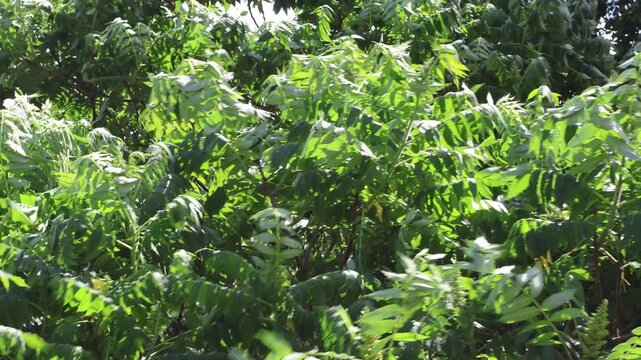 Essigbaum in starken Wind