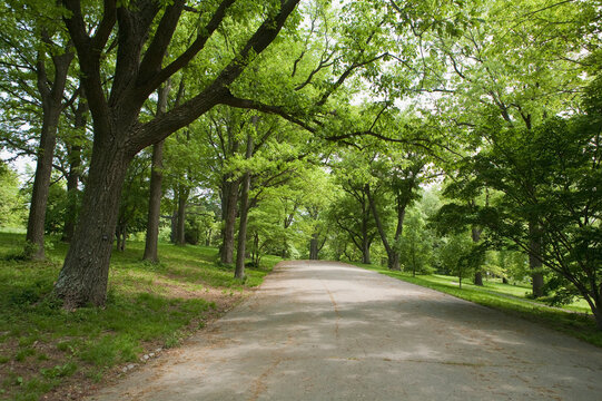 Trees at the roadside, Arnold Arboretum, Boston, Massachusetts
