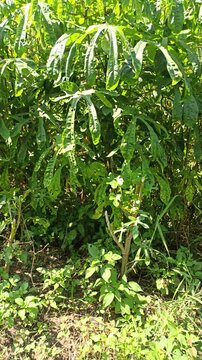 Fresh Gedi leaves (Abelmoschus manihot) growing naturally in a tropical garden environment, displaying vibrant green foliage and healthy plant development.