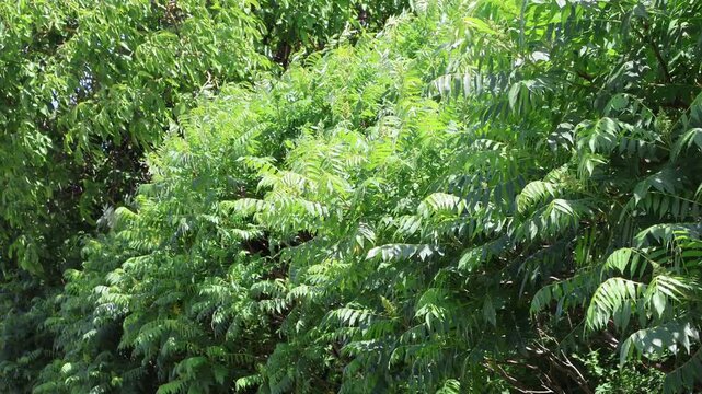 Essigbaum in starken Wind