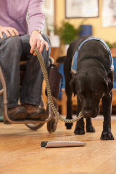 Service dog picking up the remote for a woman with multiple sclerosis in a wheelchair
