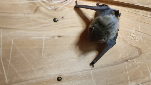 家屋に侵入したアブラコウモリ 日本の身近な野生動物