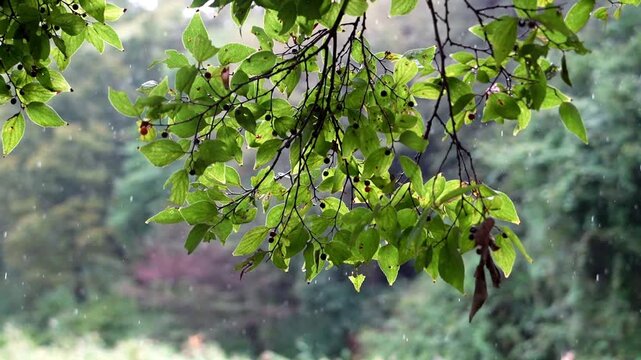 雨に打たれるナツハゼ