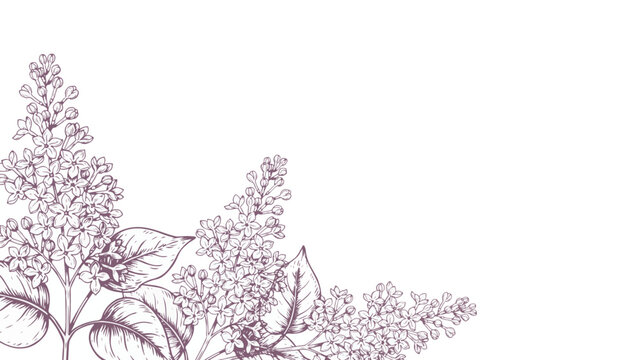 Delicate lilac flower branches and leaves sketched in a vintage style on a white background flowers