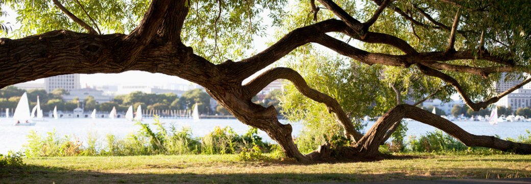 Willow Tree in a park at the riverside, Charles River