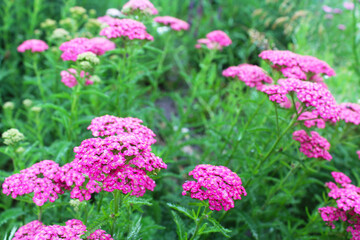 Obraz premium yarrow herb with flowers, Colorful meadow flowers bloom in the summer rain