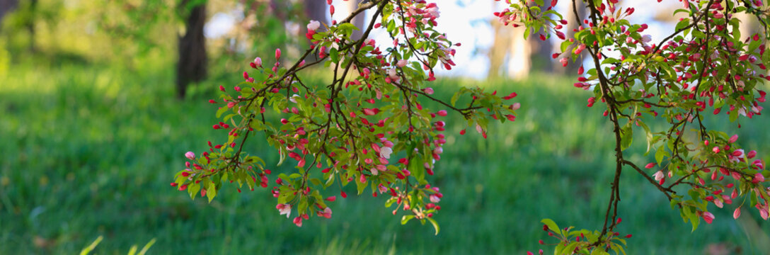 Cherry Blossom trees in spring at the Arnold Arboretum