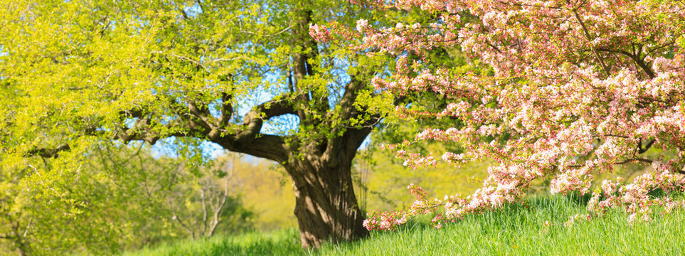Cherry Blossom trees in spring at the Arnold Arboretum
