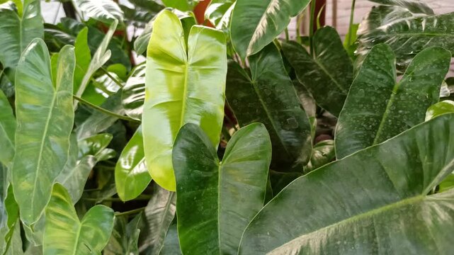 Healthy Philodendron burle-marxii displaying elongated green leaves and vigorous growth, characteristic of this popular tropical ornamental species.
