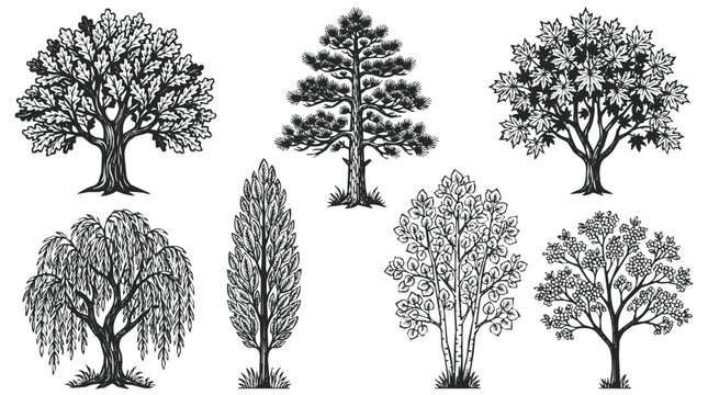 Detailed Tree Collection in a Vintage Sketch Style featuring Nature Silhouettes with an Engraved Style Botanical Illustration of Various Forest