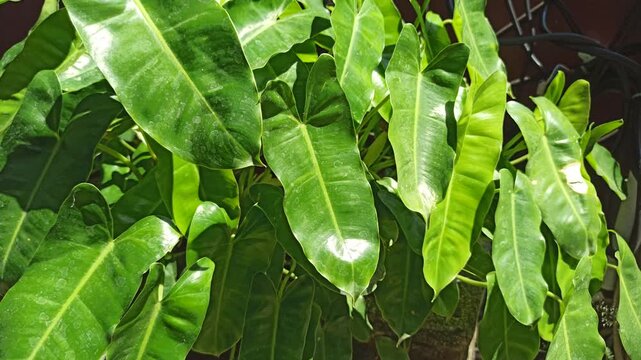 Healthy Philodendron burle-marxii displaying elongated green leaves and vigorous growth, characteristic of this popular tropical ornamental species.