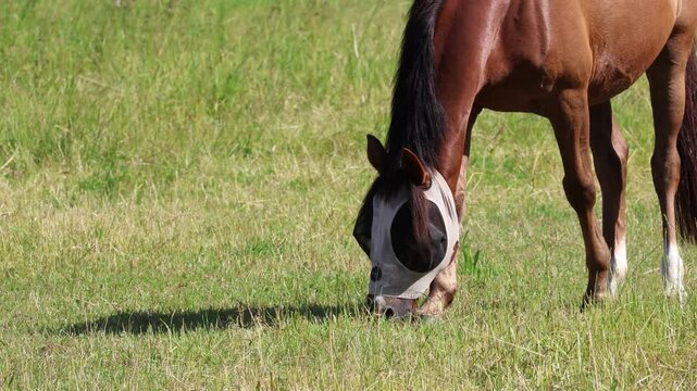 Grasende Pferde auf einer Wiese. Bekleidet mit Insektenschutz