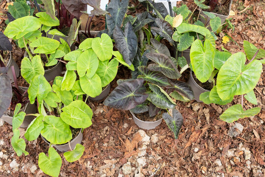 Colorful Elephant Ear plants displayed at outdoor garden market