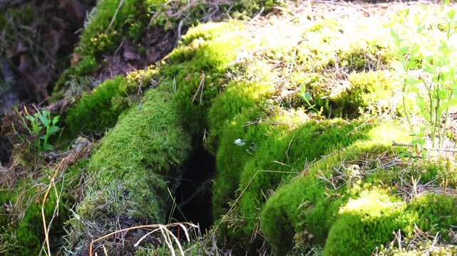 Weasel. Funny long animal in the forest. Gray fur. Peeking out from a hole