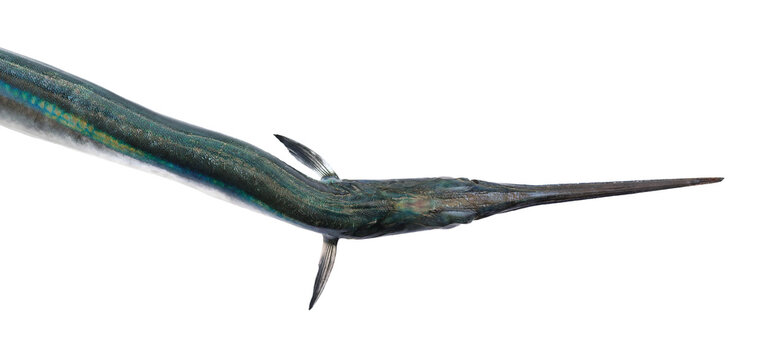 Garfish or Needlefish, sea needle, Belone belone, isolated on white background, clipping path