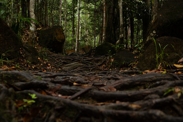 Low angle view of a dense rainforest hiking trail covered in intricate tree roots and mossy rocks. © IM19AA