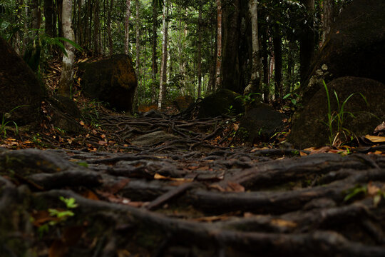 Low angle view of a dense rainforest hiking trail covered in intricate tree roots and mossy rocks.