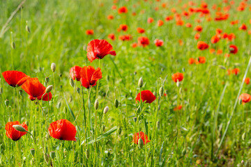 Obraz premium Red poppies blooming in green spring meadow